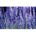 Asian garden indoesnisa lavender seeds flower seeds for growing